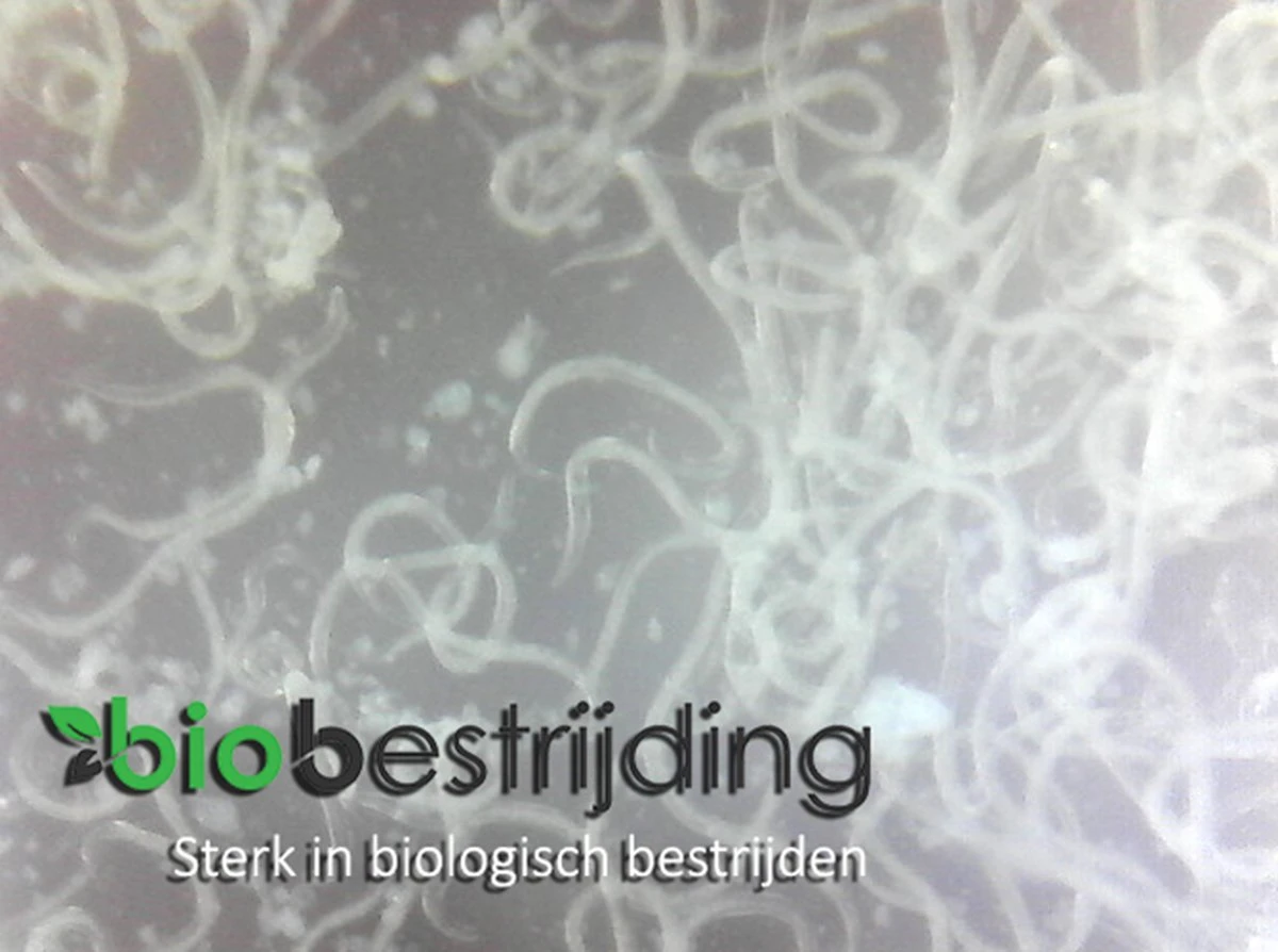 Rouwvliegjes bestrijden met aaltjes - voor 20m² of circa 50 kamerplanten - 10 mln Steinernema feltiae - aaltjes tegen rouwvliegjes - Biologisch bestrijden Rouwvliegjes Bestrijden Met Aaltjes - Voor 20m² Of Circa 50 Kamerplanten - 10 Mln Steinernema Feltiae - Aaltjes Tegen Rouwvliegjes - Biologisch Bestrijden -Tuinverzorgings Winkel 1200x894 1