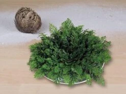 Homeco Roos Van Jericho - Plant - Groen -Tuinverzorgings Winkel 1200x895 1