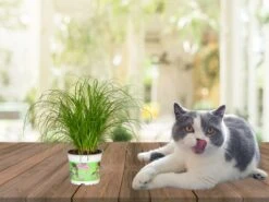 Merkloos ZynesFlora - Cyperus - Kattengras - 2 Stuks - Ø 12 Cm - Hoogte: 25-30 Cm - Kamerplant -Tuinverzorgings Winkel 1200x899 28