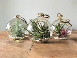 Tillandsia Luchtplantjes Mix Medium - Airplants - 10 Stuks + Tillandsia Spray -Tuinverzorgings Winkel 1200x899 29