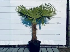 Sunnytree - Palmboom - Trachycarpus Fortunei - Winterharde Palmboom Voor Buiten - Hoogte: 160 Cm -Tuinverzorgings Winkel 1200x899 32