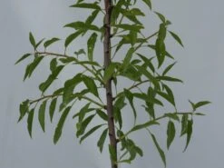 Prunus Dulcis 'Texas', Amandelboom, 5 Liter Pot -Tuinverzorgings Winkel 1200x899 35