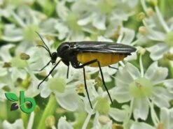 Rouwvliegjes Bestrijden Met Aaltjes - Voor 20m² Of Circa 50 Kamerplanten - 10 Mln Steinernema Feltiae - Aaltjes Tegen Rouwvliegjes - Biologisch Bestrijden 5 Rouwvliegjes Bestrijden Met Aaltjes - Voor 20m² Of Circa 50 Kamerplanten - 10 Mln Steinernema Feltiae - Aaltjes Tegen Rouwvliegjes - Biologisch Bestrijden -Tuinverzorgings Winkel 1200x900 56