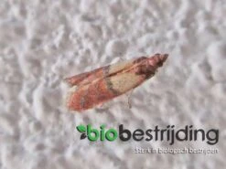 Feromoonval Voedselmotten - Monitoren Van Voedselmotten - Bestrijding - Motten - Motten Bestrijden - Mottenval Voedselmotten - Anti Motten - Feromoon Mottenval - Voedselmotten - Vangplaten En Vanglinten - Biologisch Bestrijden 5 Feromoonval Voedselmotten - Monitoren Van Voedselmotten - Bestrijding - Motten - Motten Bestrijden - Mottenval Voedselmotten - Anti Motten - Feromoon Mottenval - Voedselmotten - Vangplaten En Vanglinten - Biologisch Bestrijden -Tuinverzorgings Winkel 1200x900 57