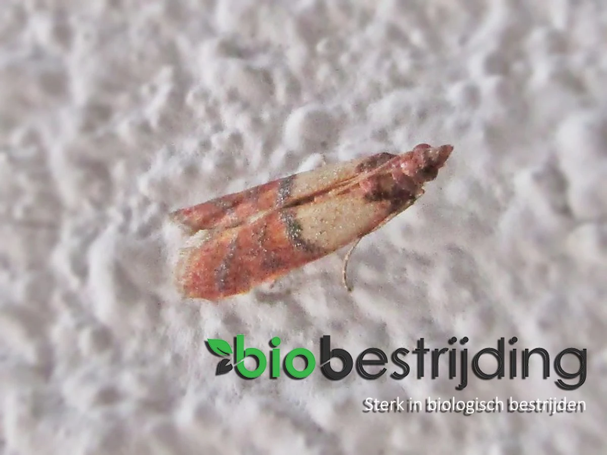 Feromoonval Voedselmotten - monitoren van voedselmotten - bestrijding - motten - Motten Bestrijden - Mottenval voedselmotten - Anti Motten - Feromoon Mottenval - Voedselmotten - vangplaten en vanglinten - biologisch bestrijden Feromoonval Voedselmotten - Monitoren Van Voedselmotten - Bestrijding - Motten - Motten Bestrijden - Mottenval Voedselmotten - Anti Motten - Feromoon Mottenval - Voedselmotten - Vangplaten En Vanglinten - Biologisch Bestrijden -Tuinverzorgings Winkel 1200x900 57