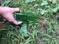 Pest Hunter™ Diervriendelijke Muizenvallen – 2 Stuks - Vangt Muizen En Ratten Levend - Humane Muizenval 5 Pest Hunter™ Diervriendelijke Muizenvallen – 2 Stuks - Vangt Muizen En Ratten Levend - Humane Muizenval -Tuinverzorgings Winkel 1200x900 61