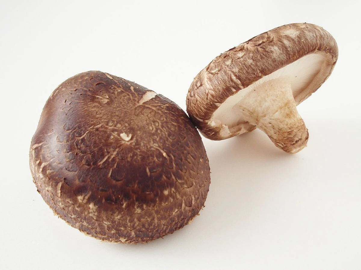 ToshiFarm Broed voor Shiitake - 50 gram - Zelf Shiitake kweken - Broed voor Shiitake Kweekset - Paddenstoel Sporen ToshiFarm Broed Voor Shiitake - 50 Gram - Zelf Shiitake Kweken - Broed Voor Shiitake Kweekset - Paddenstoel Sporen -Tuinverzorgings Winkel 1200x900 64