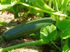 Tuin De Bruijn® Zaden - Courgette Black Beauty - Zeer Hoge Opbrengst -Tuinverzorgings Winkel 1200x900 65