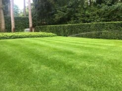 ECOstyle Graszaad Herstel Snelkiemend Gazon Gras – Herstelt Kale Plekken – Vogelwerende Coating – Geschikt Voor Zon- En Schaduw Gazons - Snelle Kieming – 20 – 30M² – 500 GR 6 ECOstyle Graszaad Herstel Snelkiemend Gazon Gras – Herstelt Kale Plekken – Vogelwerende Coating – Geschikt Voor Zon- En Schaduw Gazons - Snelle Kieming – 20 – 30M² – 500 GR -Tuinverzorgings Winkel 1200x900 66