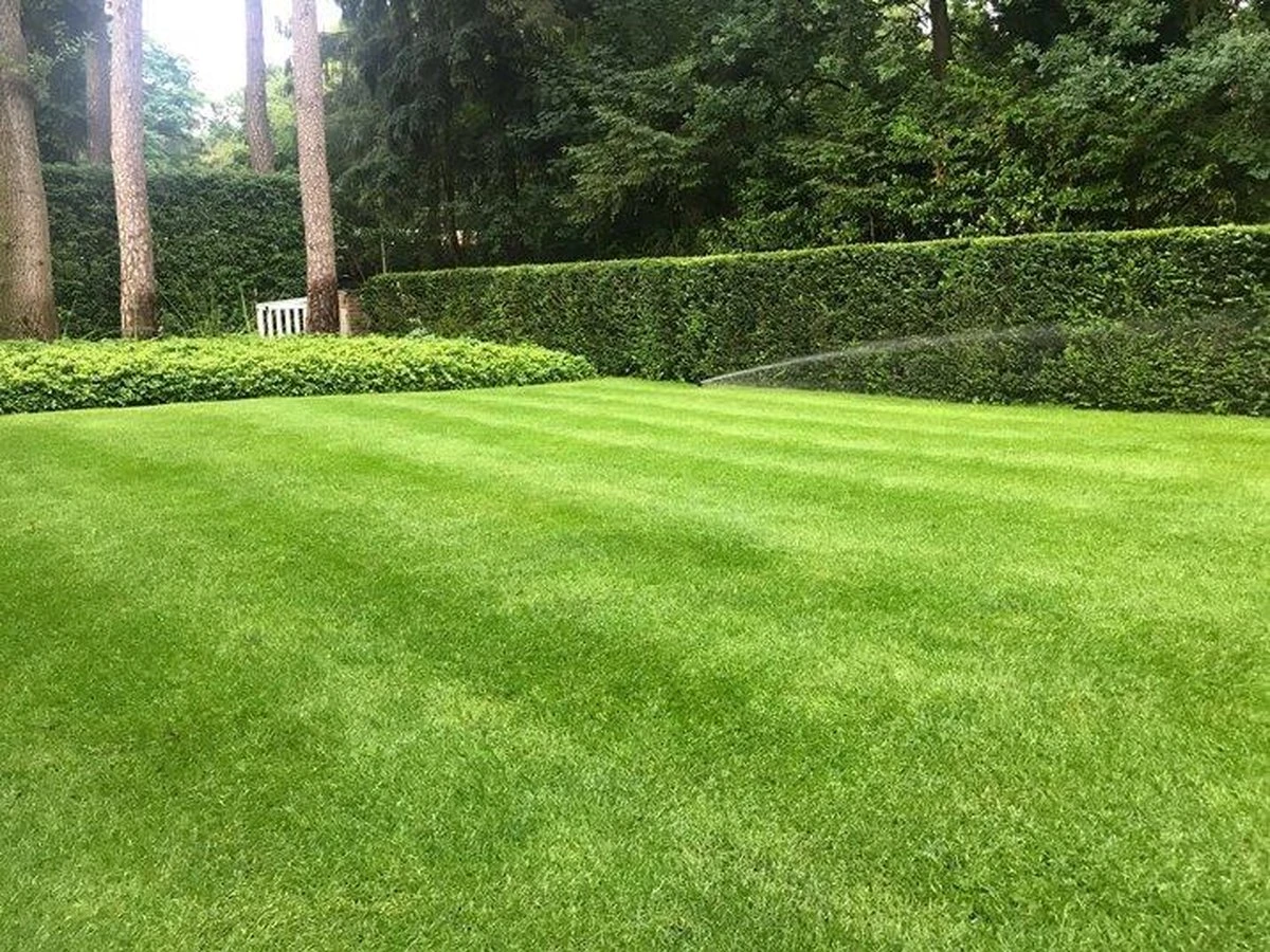 ECOstyle Graszaad Herstel Snelkiemend Gazon Gras – Herstelt kale plekken – Vogelwerende Coating – Geschikt voor Zon- en Schaduw Gazons - Snelle Kieming – 20 – 30M² – 500 GR ECOstyle Graszaad Herstel Snelkiemend Gazon Gras – Herstelt Kale Plekken – Vogelwerende Coating – Geschikt Voor Zon- En Schaduw Gazons - Snelle Kieming – 20 – 30M² – 500 GR -Tuinverzorgings Winkel 1200x900 66