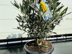 Tropictrees - Olijfboom - Olea Europea - Olijfstruik - Winterhard - Pot ⌀ 20cm - Hoogte 70-80cm -Tuinverzorgings Winkel 1200x900 72