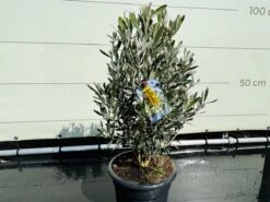 Tropictrees - Olijfboom - Olea Europea - Olijfstruik - Winterhard - Pot ⌀ 20cm - Hoogte 70-80cm -Tuinverzorgings Winkel 1200x900 74