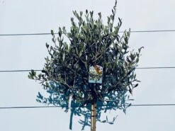 Sunnytree - Olijfboom Op Stam - Boom - Winterhard - Groenblijvend - Bol Op Stam - 160cm Hoog -Tuinverzorgings Winkel 1200x900 75