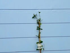 Toscaanse Jasmijn - Klimplant - Buitenplant - Winterhard - Trachelospermum Jasminoides 160 Cm -Tuinverzorgings Winkel 1200x900 77