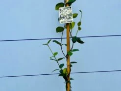 Toscaanse Jasmijn - Klimplant - Buitenplant - Winterhard - Trachelospermum Jasminoides 160 Cm -Tuinverzorgings Winkel 1200x900 78