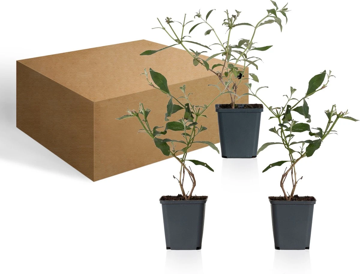 WL Plants - Mix van 3 - Buddleja Davidii - 'Pink Delight' - 'Nanho Blue' - 'White Profusion' - Roze, Wit en Blauw - Vlinderstruik - Winterhard - Tuinplanten - ± 25cm hoog - 9cm diameter - in Kweekpot WL Plants - Mix Van 3 - Buddleja Davidii - 'Pink Delight' - 'Nanho Blue' - 'White Profusion' - Roze, Wit En Blauw - Vlinderstruik - Winterhard - Tuinplanten - ± 25cm Hoog - 9cm Diameter - In Kweekpot -Tuinverzorgings Winkel 1200x913 3