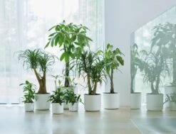 Elho B.for Soft Rond 30 - Bloempot Voor Binnen - Ø 29.5 X H 27.6 Cm - Wit -Tuinverzorgings Winkel 1200x916 4