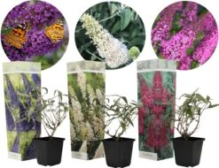 Plant In A Box - Mix Van 3 Vlinderstruiken - Buddleja Davidii 'Nanho Blue', 'Pink Delight', 'White Profusion' - Pot 9cm - Hoogte 25-40cm -Tuinverzorgings Winkel 1200x921 3