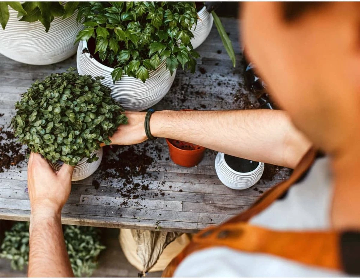 Capi Europe - Set van 3 - Bloempot binnen - Rib ivoor Capi Europe - Set Van 3 - Bloempot Binnen - Rib Ivoor -Tuinverzorgings Winkel 1200x930 5