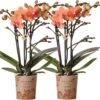 Kolibri Orchids | COMBI DEAL Van 2 Oranje Phalaenopsis Orchideeën - Bolzano - Potmaat Ø9cm Bloeiende Kamerplant - Vers Van De Kweker 1 Kolibri Orchids | COMBI DEAL Van 2 Oranje Phalaenopsis Orchideeën - Bolzano - Potmaat Ø9cm Bloeiende Kamerplant - Vers Van De Kweker -Tuinverzorgings Winkel 1200x948 4