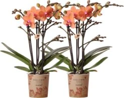 Kolibri Orchids | COMBI DEAL Van 2 Oranje Phalaenopsis Orchideeën - Bolzano - Potmaat Ø9cm Bloeiende Kamerplant - Vers Van De Kweker