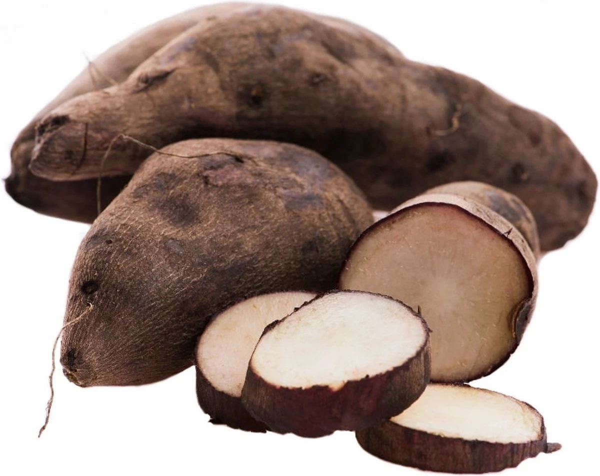 Yacon Broedknollen 3 stuks Yacon Broedknollen 3 Stuks -Tuinverzorgings Winkel 1200x953 1