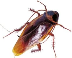 HGX Spray Tegen Kruipend Ongedierte - 12910N - 400ml - Zeer Krachtig Middel - Vlekvrij - Werkt Tot 6 Weken 5 HGX Spray Tegen Kruipend Ongedierte - 12910N - 400ml - Zeer Krachtig Middel - Vlekvrij - Werkt Tot 6 Weken -Tuinverzorgings Winkel 1200x960 15