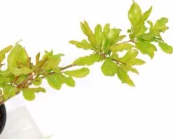 Punica Granatum 'Acco', Granaatappel, 2 Liter Pot -Tuinverzorgings Winkel 1200x961 1