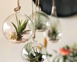 Tillandsia Luchtplantjes Mix Medium - Airplants - 10 Stuks + Tillandsia Spray -Tuinverzorgings Winkel 1200x961