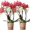 Kolibri Orchids | COMBI DEAL Van 2 Rode Phalaenopsis Orchideeën - Congo - Potmaat Ø9cm Bloeiende Kamerplant - Vers Van De Kweker -Tuinverzorgings Winkel 1200x970 5