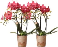 Kolibri Orchids | COMBI DEAL Van 2 Rode Phalaenopsis Orchideeën - Congo - Potmaat Ø9cm Bloeiende Kamerplant - Vers Van De Kweker