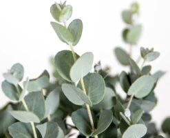 Eucalyptus Gunnii - Gomboom - Heester - Groenblijvend - ⌀14 Cm - 25-35 Cm -Tuinverzorgings Winkel 1200x970 7