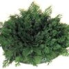 Homeco Roos Van Jericho - Plant - Groen 2 Homeco Roos Van Jericho - Plant - Groen -Tuinverzorgings Winkel 1200x993 3