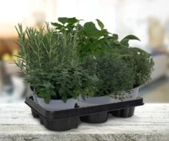 Mix Van 6 Italiaanse Kruidenplanten / The Herbs Family -Tuinverzorgings Winkel 1200x999 4