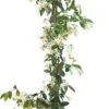 Toscaanse Jasmijn - Klimplant - Buitenplant - Winterhard - Trachelospermum Jasminoides 160 Cm -Tuinverzorgings Winkel 323x1200 1