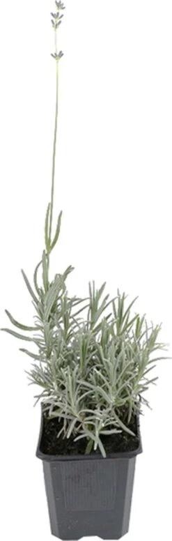 Tuinverzorgings Winkel -Tuinverzorgings Winkel 382x1200 2