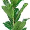 Ficus Lyrata Straight | Vioolbladplant / Tabaksplant 2 Ficus Lyrata Straight | Vioolbladplant / Tabaksplant -Tuinverzorgings Winkel 387x1200