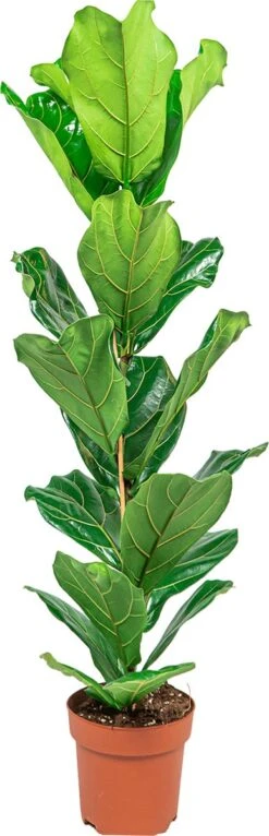 Ficus Lyrata Straight | Vioolbladplant / Tabaksplant