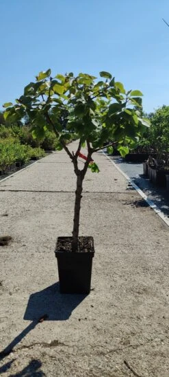 Prunus Armeniaca - Mini-abrikoos - Dwerg Abrikozenboom - 5 Liter Pot -70cm -Tuinverzorgings Winkel 540x1200 11