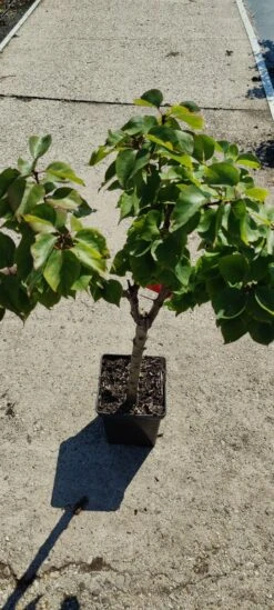 Prunus Armeniaca - Mini-abrikoos - Dwerg Abrikozenboom - 5 Liter Pot -70cm -Tuinverzorgings Winkel 540x1200 12