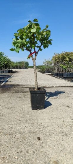 Prunus Armeniaca - Mini-abrikoos - Dwerg Abrikozenboom - 5 Liter Pot -70cm -Tuinverzorgings Winkel 540x1200 13