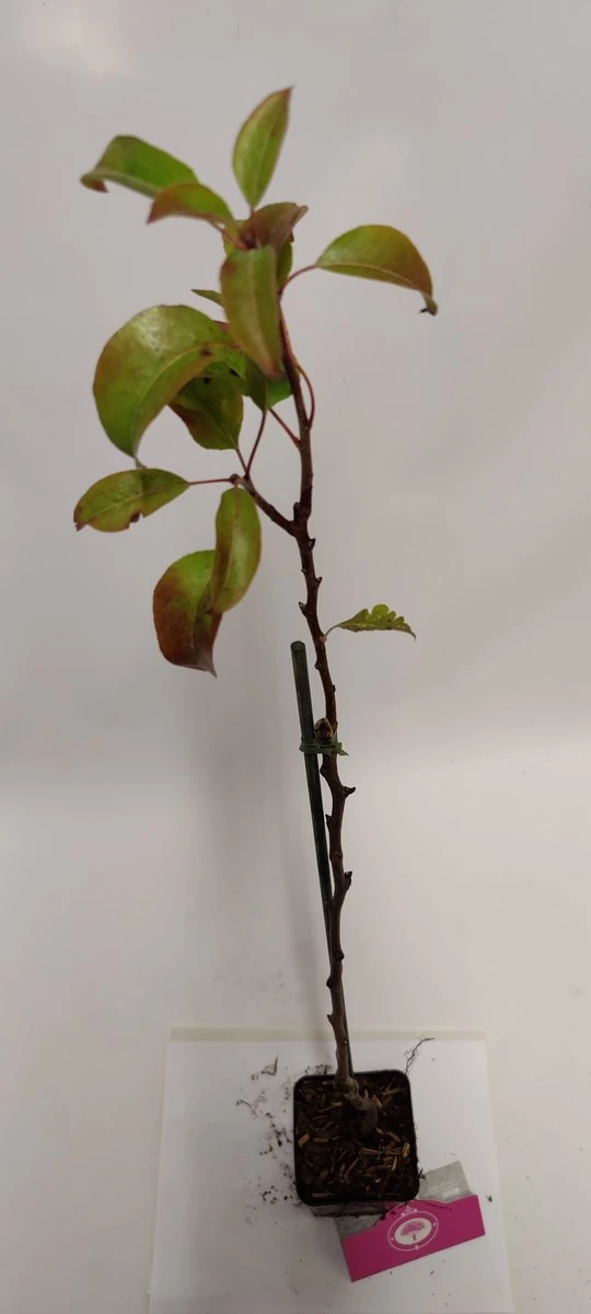 Set van 4 fruitbomen - 1 Appel, 1 Peer, 1 Kers, 1 Pruim - Hoogte 60cm - 9cm pot - Mix A Set Van 4 Fruitbomen - 1 Appel, 1 Peer, 1 Kers, 1 Pruim - Hoogte 60cm - 9cm Pot - Mix A -Tuinverzorgings Winkel 540x1200 15