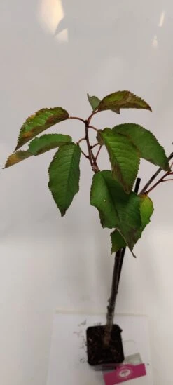 Set Van 4 Fruitbomen - 1 Appel, 1 Peer, 1 Kers, 1 Pruim - Hoogte 60cm - 9cm Pot - Mix A 4 Set Van 4 Fruitbomen - 1 Appel, 1 Peer, 1 Kers, 1 Pruim - Hoogte 60cm - 9cm Pot - Mix A -Tuinverzorgings Winkel 540x1200 16