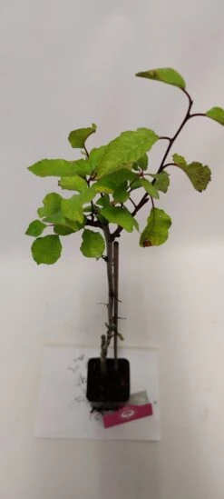 Set Van 4 Fruitbomen - 1 Appel, 1 Peer, 1 Kers, 1 Pruim - Hoogte 60cm - 9cm Pot - Mix A 5 Set Van 4 Fruitbomen - 1 Appel, 1 Peer, 1 Kers, 1 Pruim - Hoogte 60cm - 9cm Pot - Mix A -Tuinverzorgings Winkel 540x1200 17