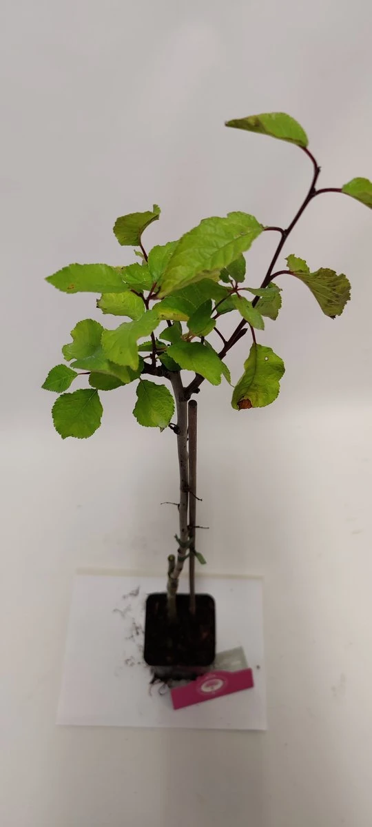 Set van 4 fruitbomen - 1 Appel, 1 Peer, 1 Kers, 1 Pruim - Hoogte 60cm - 9cm pot - Mix A Set Van 4 Fruitbomen - 1 Appel, 1 Peer, 1 Kers, 1 Pruim - Hoogte 60cm - 9cm Pot - Mix A -Tuinverzorgings Winkel 540x1200 17