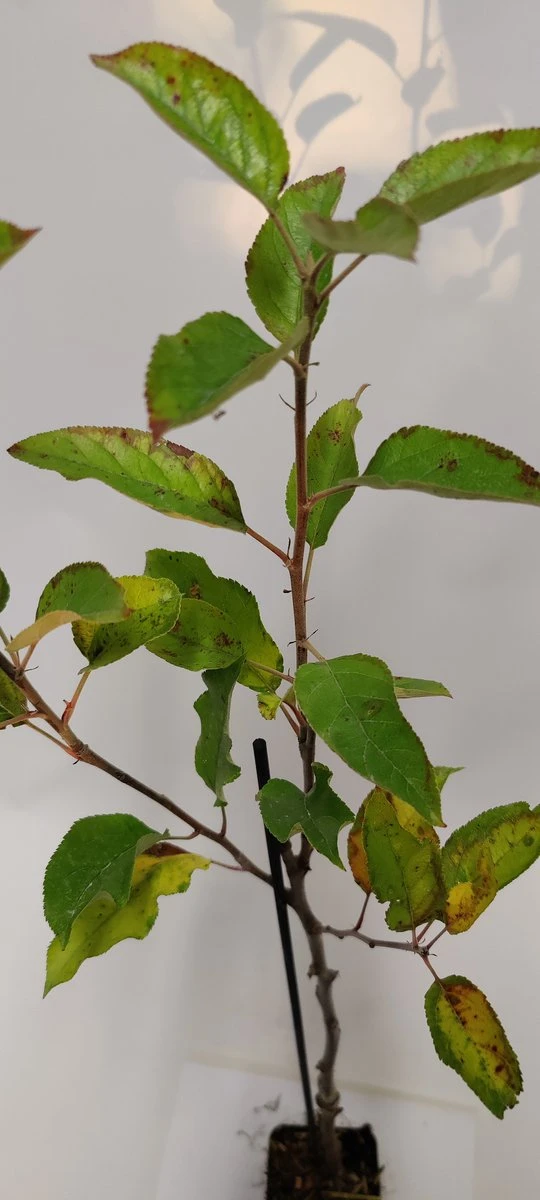 Set van 4 fruitbomen - 1 Appel, 1 Peer, 1 Kers, 1 Pruim - Hoogte 60cm - 9cm pot - Mix A Set Van 4 Fruitbomen - 1 Appel, 1 Peer, 1 Kers, 1 Pruim - Hoogte 60cm - 9cm Pot - Mix A -Tuinverzorgings Winkel 540x1200 18