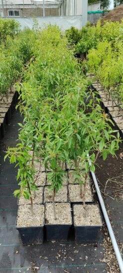 Prunus Dulcis 'Texas', Amandelboom, 5 Liter Pot -Tuinverzorgings Winkel 540x1200 19