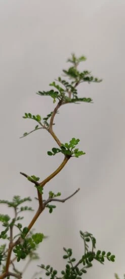 Sophora 'Little Baby' Honingboom- Zigzagstruik - Hoogte 60cm - 2 Liter Pot -Tuinverzorgings Winkel 540x1200 7
