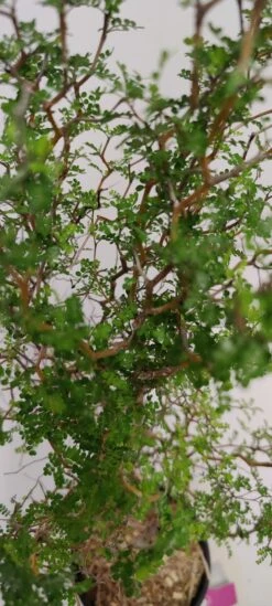 Sophora 'Little Baby' Honingboom- Zigzagstruik - Hoogte 60cm - 2 Liter Pot -Tuinverzorgings Winkel 540x1200 8