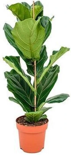 Ficus Lyrata Straight | Vioolbladplant / Tabaksplant -Tuinverzorgings Winkel 552x1200 2